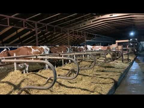 Видео: Про нашу селекцию дойных коров