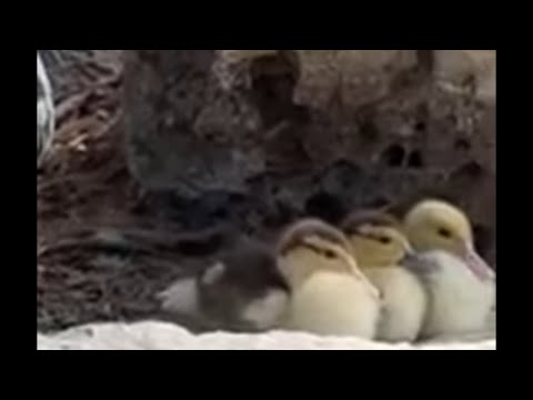 Видео: Daniella Дана Yussupbek is live!Утро🌹🦆☕️