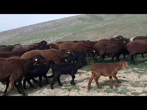 Видео: Гиссарский ягнята К/Х " Нурзода"