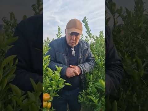 Видео: +992900004489 ватсап. ниҳоли мандарин 60 сомони занг занед