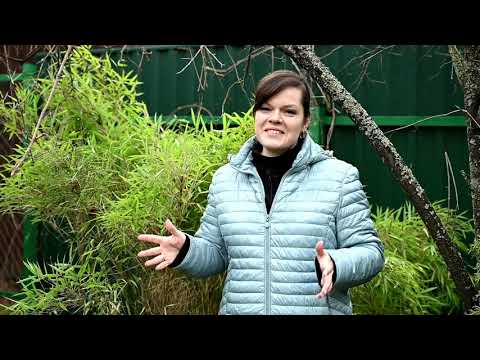 Видео: Как перезимовали розы? / Итоги зимовки и планы на этот год/ Садовый влог 04.05