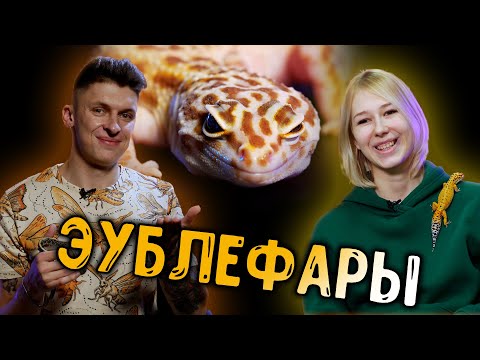 Видео: Эублефары. Содержание, морфы, кормление, проблематика, зимовка, разведение, контактность и тд.