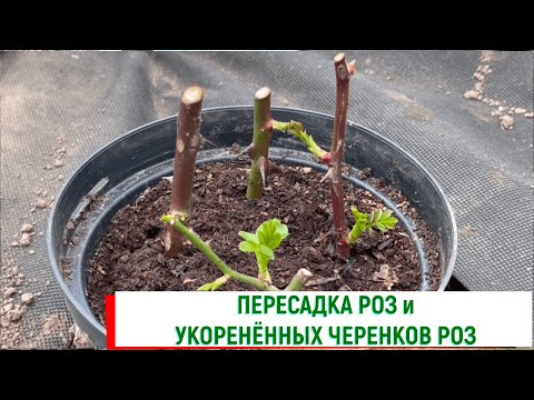 Видео: О пересадке роз и пересадка укоренённых черенков роз. Питомник 🌹 и 🌲 Е. Иващенко