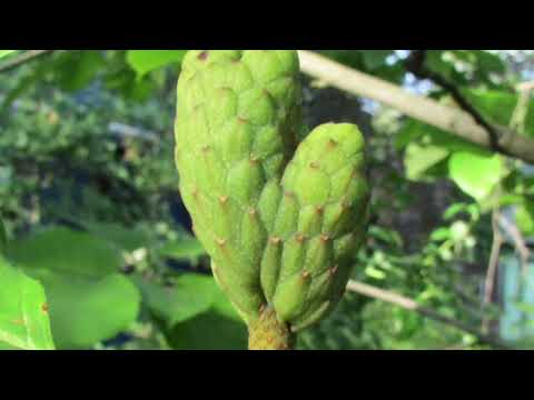 Видео: Магнолия. Мой фильм .