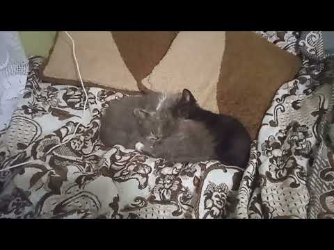 Видео: Так тепер рома | Роман Присяжнюк ТВ