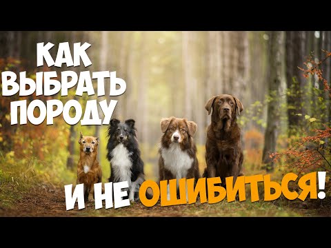 Видео: Выбираем породу собаки, которая вам подойдет.