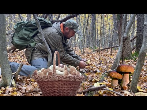 Видео: Грибна Лихоманка в Середині Листопада Білі Гриби та Здвиг Зелених Опеньок (опята в листопаді)