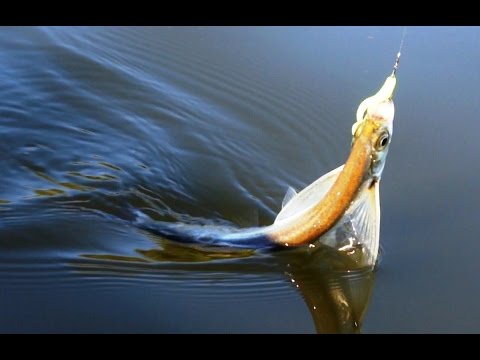 Видео: Ловля чехони на спиннинг ультралайт