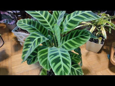 Видео: Калатея зебрина  с залитами корнями
