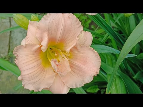 Видео: обзор лилейников в моем саду по сортам.