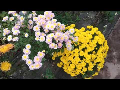 Видео: Не покупайте хризантемы осенью!