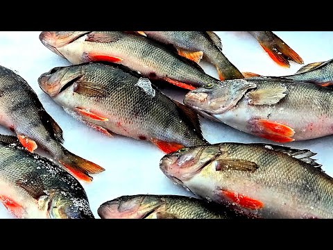 Видео: ВЕСЬ КРУПНЯК НА ГЛУБИНЕ!!! ПОИСК И ЛОВЛЯ ОКУНЯ НА ВОДОХРАНИЛИЩЕ ЗИМНЯЯ РЫБАЛКА 2024