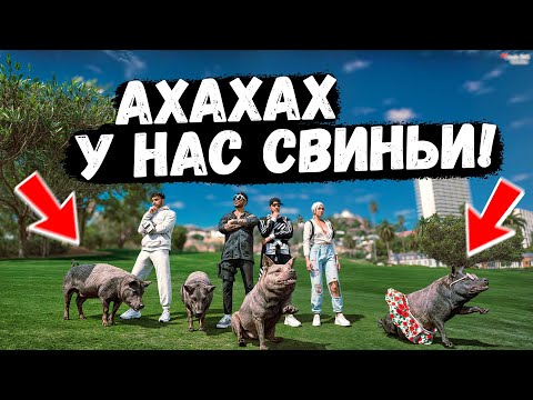 Видео: ЗАБРАЛИ СВИНЕЙ ИЗ ПРОПУСКА! ЭТО УГАР! GTA 5 RP MURRIETA