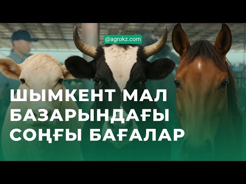 Видео: Шымкент мал базарындағы соңғы бағалар