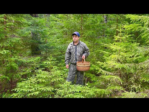 Видео: Заход в ГРИБНОЙ ЛЕС! Белые грибы