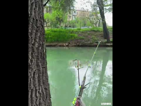 Видео: Рыбалка в городе Как всегда моё любимое место Прекрасная погода и природа. Круг Октепа ул Гулханий