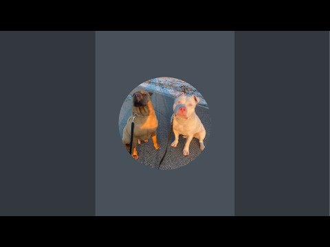 Видео: У каналі Amstaffik Zeel & good friend Markus відбувається прямий ефір.