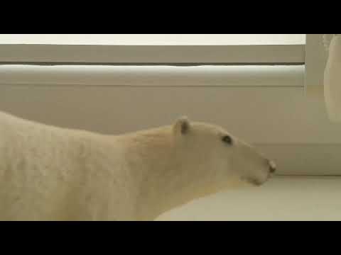 Видео: Как я пыталась сделать фотосессию