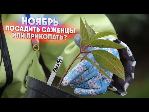 Видео: Ноябрь   посадить саженцы или прикопать