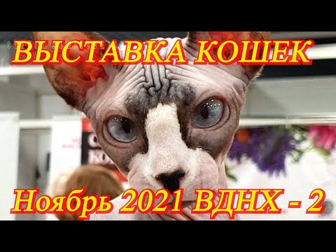 Видео: Москва. Ноябрь 2021. ВДНХ. Выставка кошек. Часть 2. Сфинксы, британские, корниш-рекс,  девон-рекс...