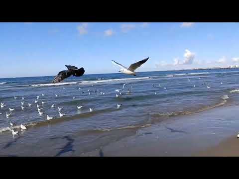 Видео: Центральный пляж Анапа 30 Октября 2025 года. Репортаж Светланы Тихоновы.