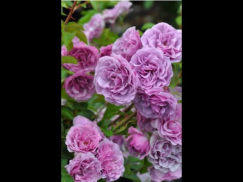 Видео: Shadow of the Moon- японская роза Кимуро 2019 г. Красивая легенда о суровой, японской любви)