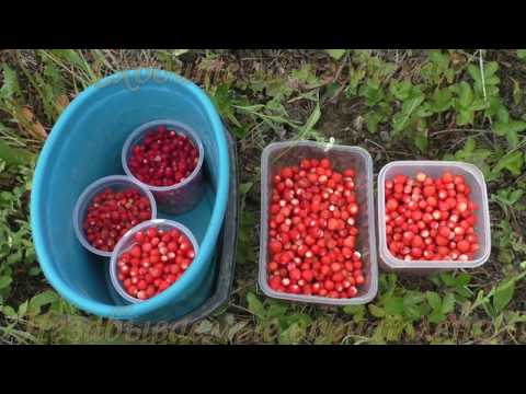 Видео: Как мы за земляникой ходили