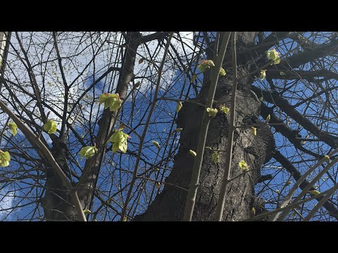 Видео: Тренировка в группе 2021.04.25 Вербно воскресенье Орто-Форма Юрий Криво