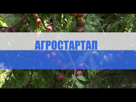 Видео: АГРОСТАРТАП ГРАНТЫР КЪЫХЭЗЫХЭНУ ХУЕЙ ЩЫIЭМЭ..