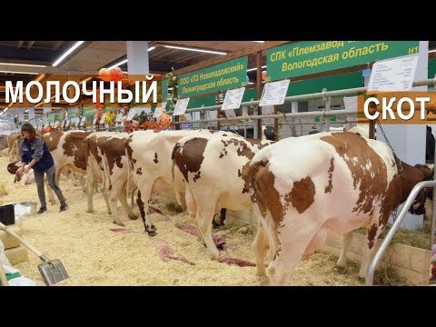 Видео: Молочный скот разных пород. Выставка Золотая Осень-2017