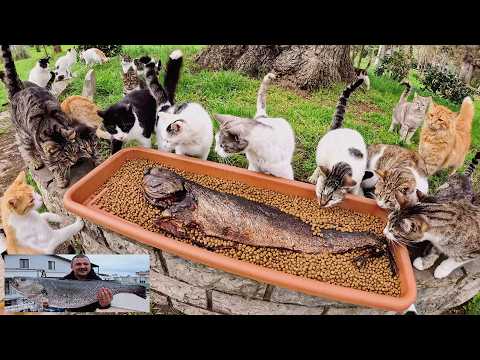 Видео: Огромная, только что приготовленная рыба… и все кошки города были у меня на хвосте.