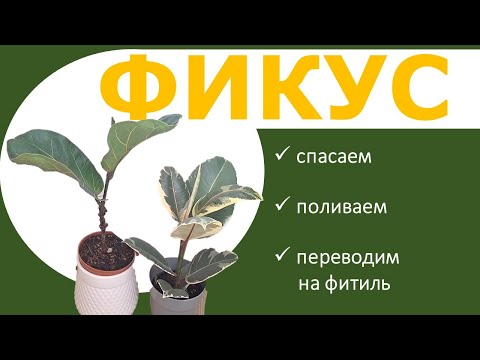 Видео: ФИКСУС Лирата и Эластика Белиз: реанимация, особенности полива, перевод на фитиль