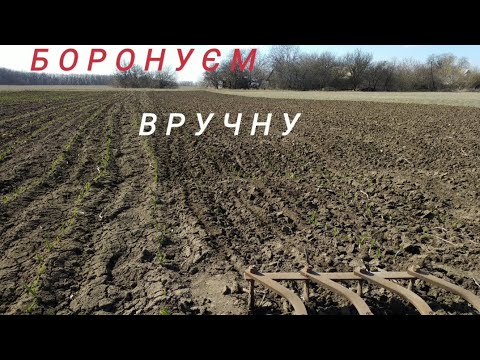 Видео: Боронування часнику/цибулі вручну.