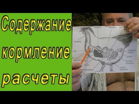 Видео: Содержание и кормление кур.  Расчеты содержания кур