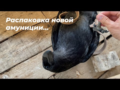 Видео: Распаковка посылки / Новые присады в вольере (4K видео)