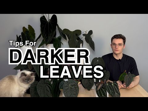 Видео: Советы по созданию более темной листвы антуриума