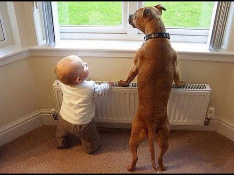 Видео: 😺 Подрастёшь - пойдём кошек гонять! 🐕 Смешное видео с собаками, кошками и котятами! 😸