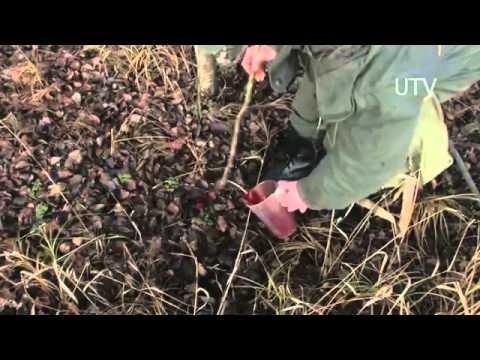 Видео: Приручение собаки к кровяному следу