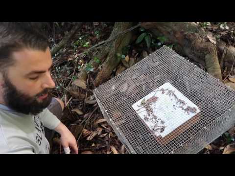 Видео: Как: IMO 1 KNF