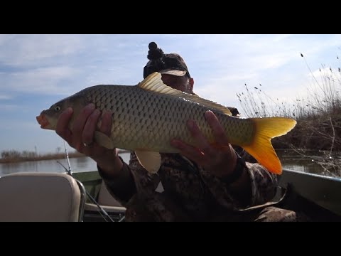 Видео: Нарвался на сазана в дельте волги. Голодный сазан гнет спиннинги.