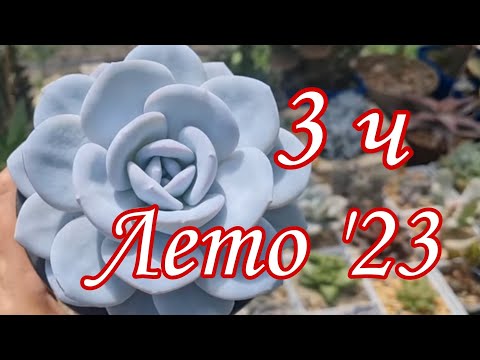 Видео: Коллекция суккулентов. Лето '23   (часть 3) #succulent