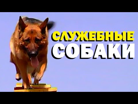 Видео: Галилео. Служебные собаки