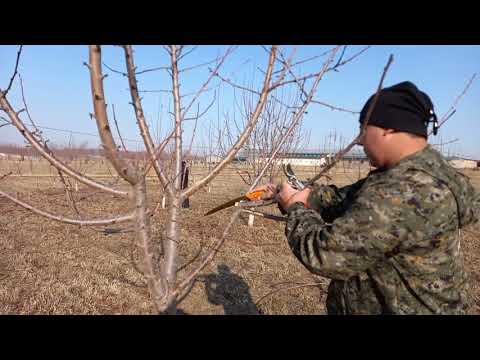 Видео: Hosilga kirgan Gilos daraxtlariga shakl berish. Формируем вишневые деревья, собравшие урожай.