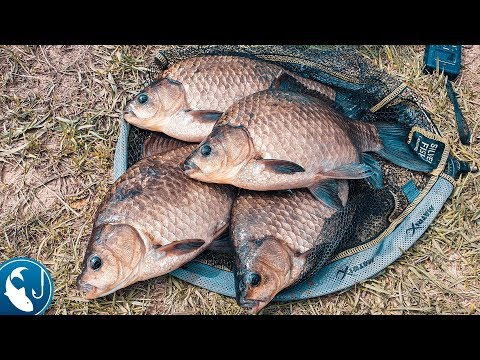 Видео: Ловля КРУПНОГО КАРАСЯ на фидер в мае. Как поймать больших карасей.