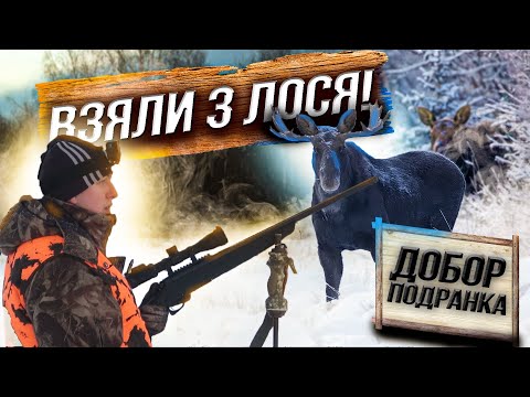 Видео: Охота на ЛОСЯ🔥 ТРИ Лося на коллектив💥 Осечки🤦‍♂️ ПОГОНЯ за Подранком❗️