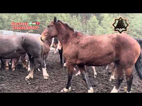 Видео: Г Абакан Қулун Той Савдоси Ажида. Оналардан Қулунлар Ажратиш Бошланди. 6.11.2025 йил. 