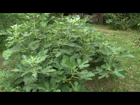 Видео: Інжир Голіаф, Беянс, Королівський ранній, Кримський чорний урожай 2020