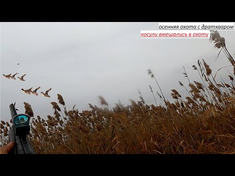 Видео: охота на утку и куропатку с подхода пошла не по плану