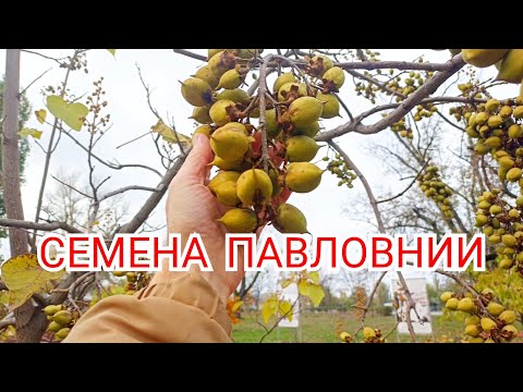 Видео: Павловния - инвазивное растение?