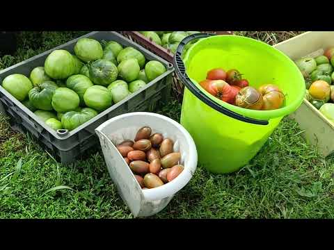 Видео: Сегодня в огороде.Урожай вывожу на тачке🍅🍅